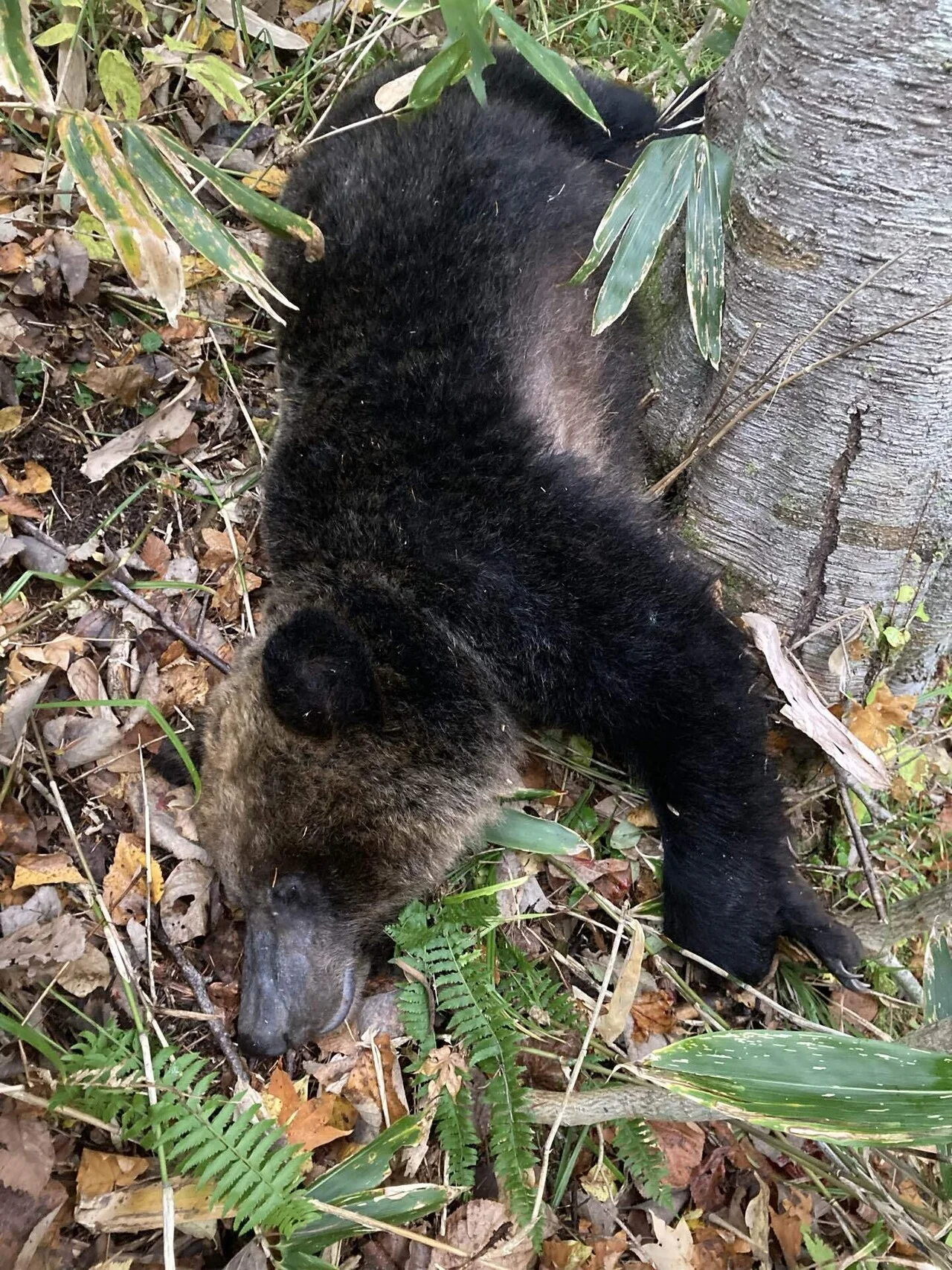 単独忍びヒグマ猟記　撃