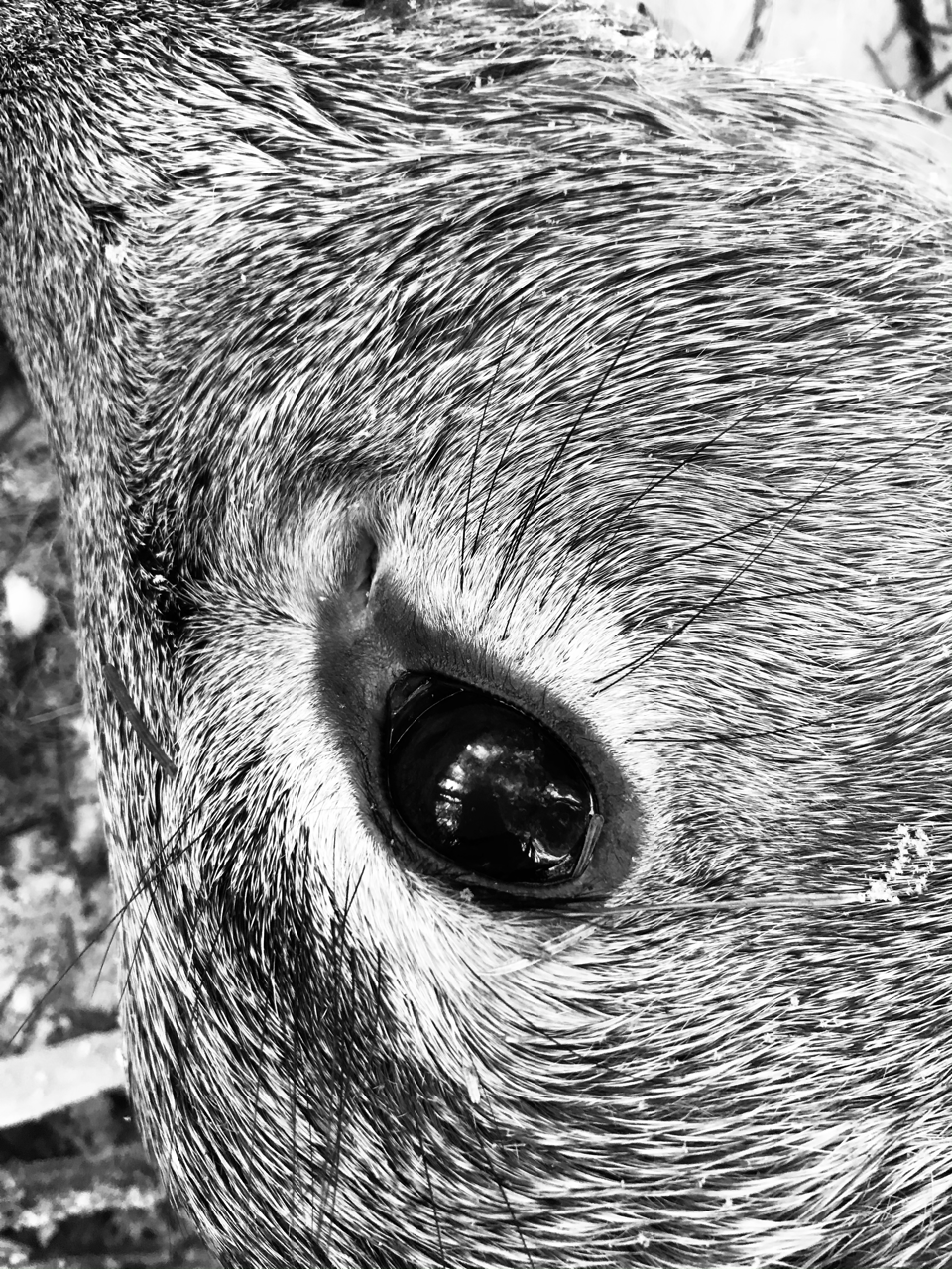 泣いた烏がもう笑う