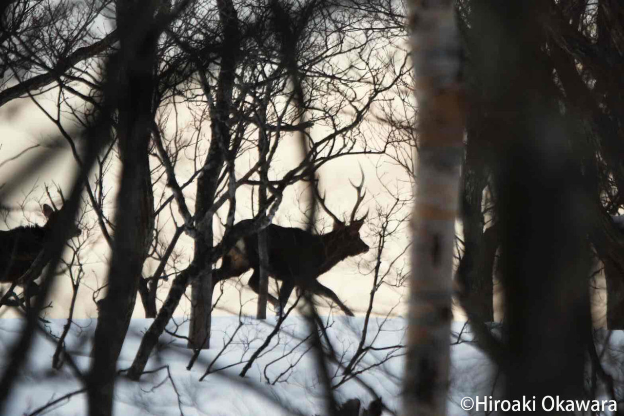 The Fugitives 〜前編〜