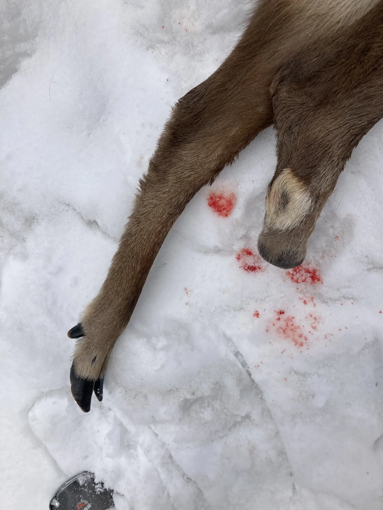 ある雄鹿の独白