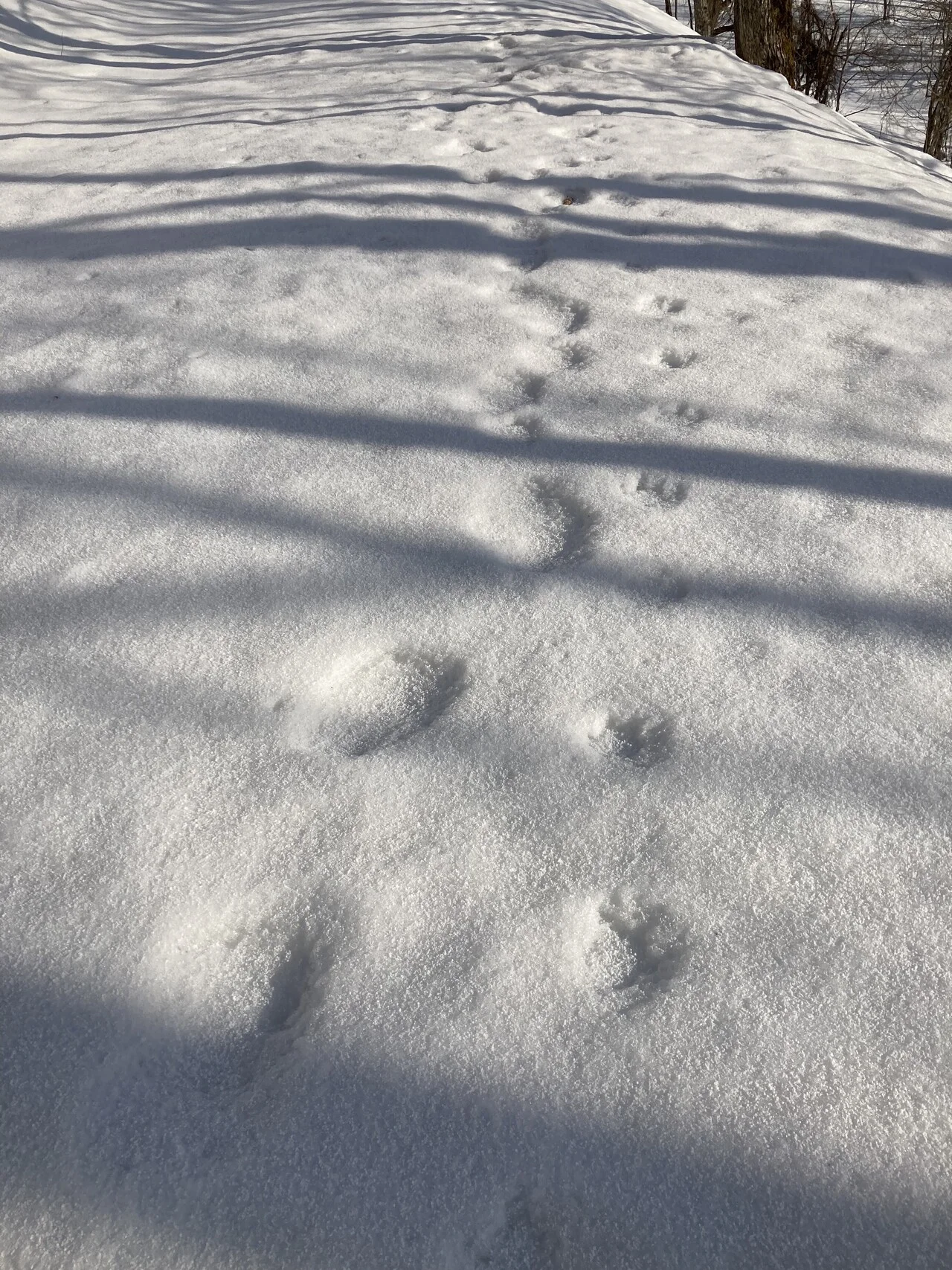 ふたすじの足あと