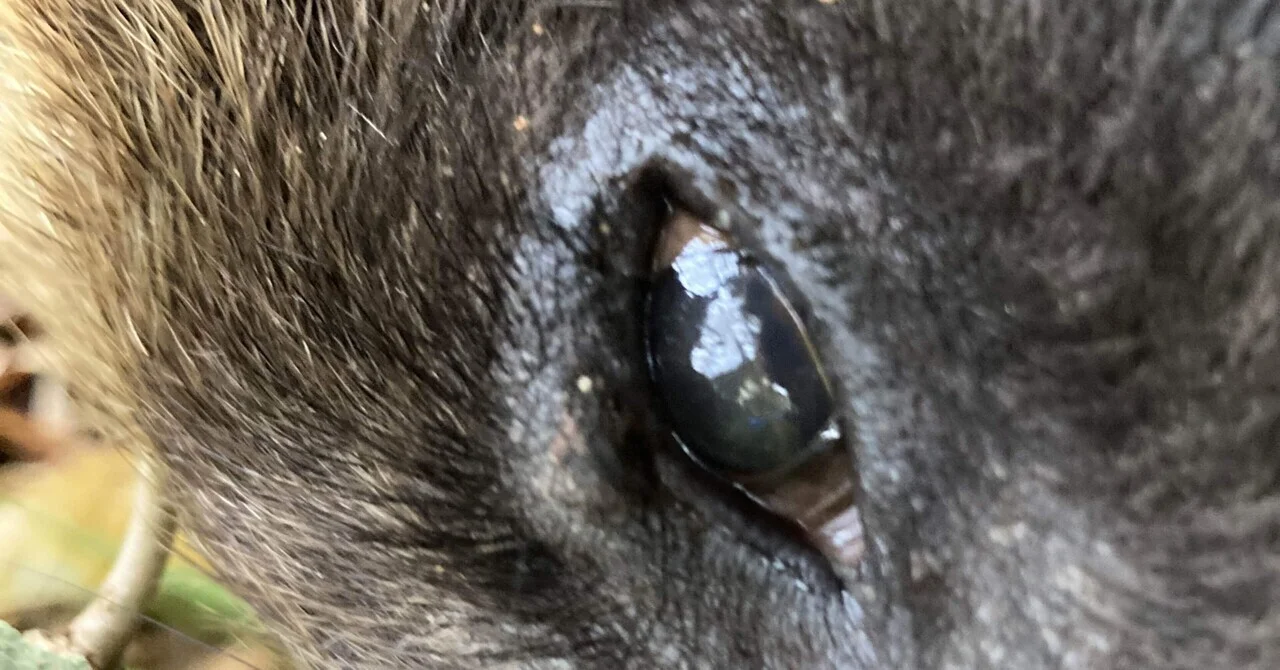 単独忍びヒグマ猟記　序