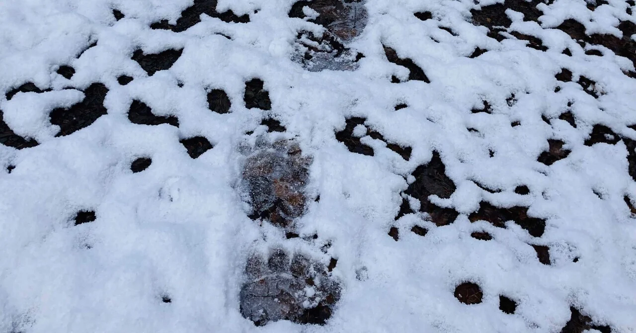 熊五郎と俺　〜すれ違い〜