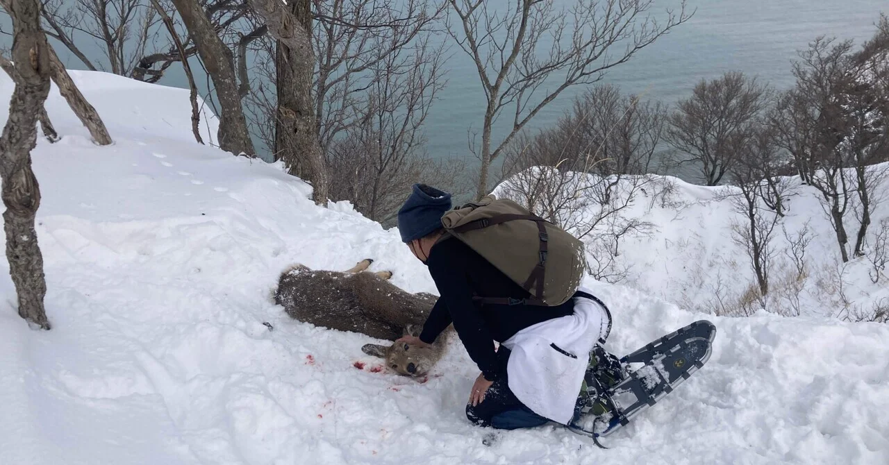 海族と鹿