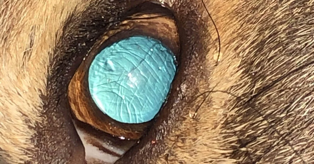 エメラルドの煌き