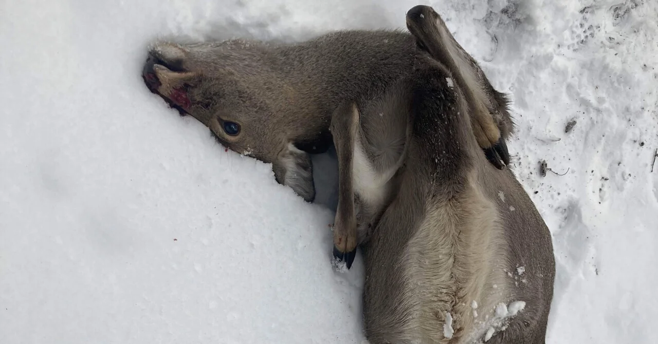 『△→○』　或いは狩猟における欲求五段階説の考察 〜前編〜