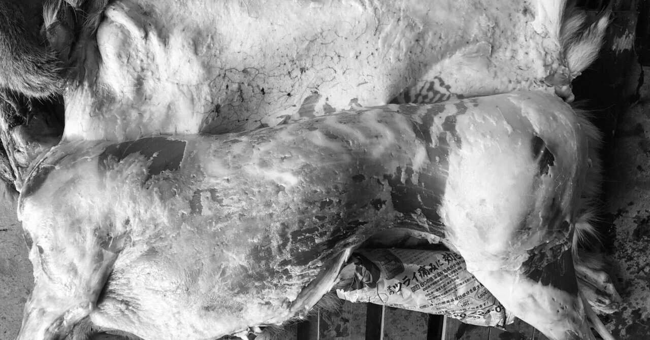 学びて時に之を習ふ 亦説ばしからず乎