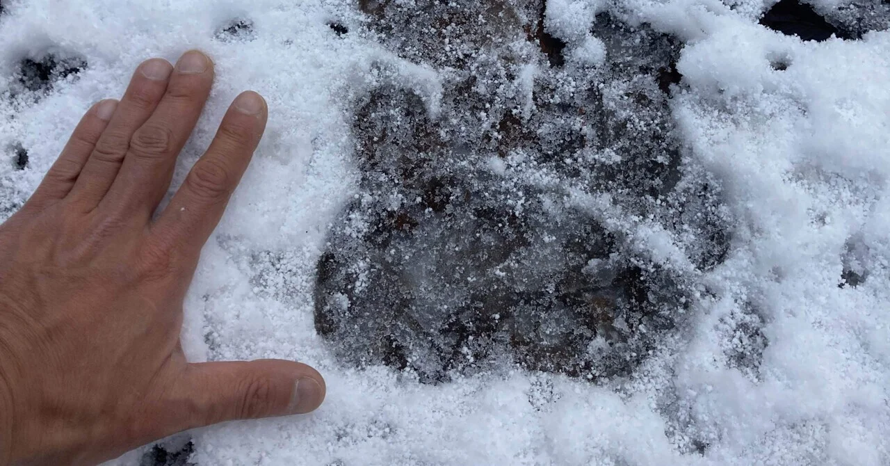 熊五郎と俺　〜馴れ初め〜