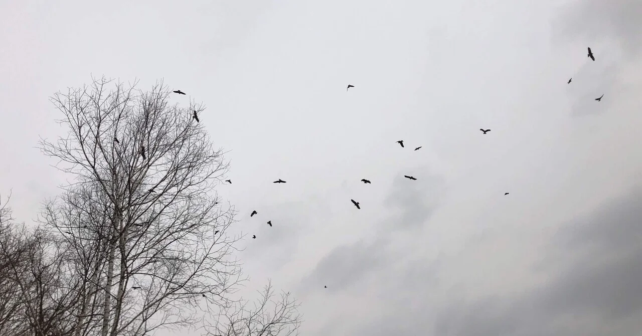 ワタリガラスからのメッセージ