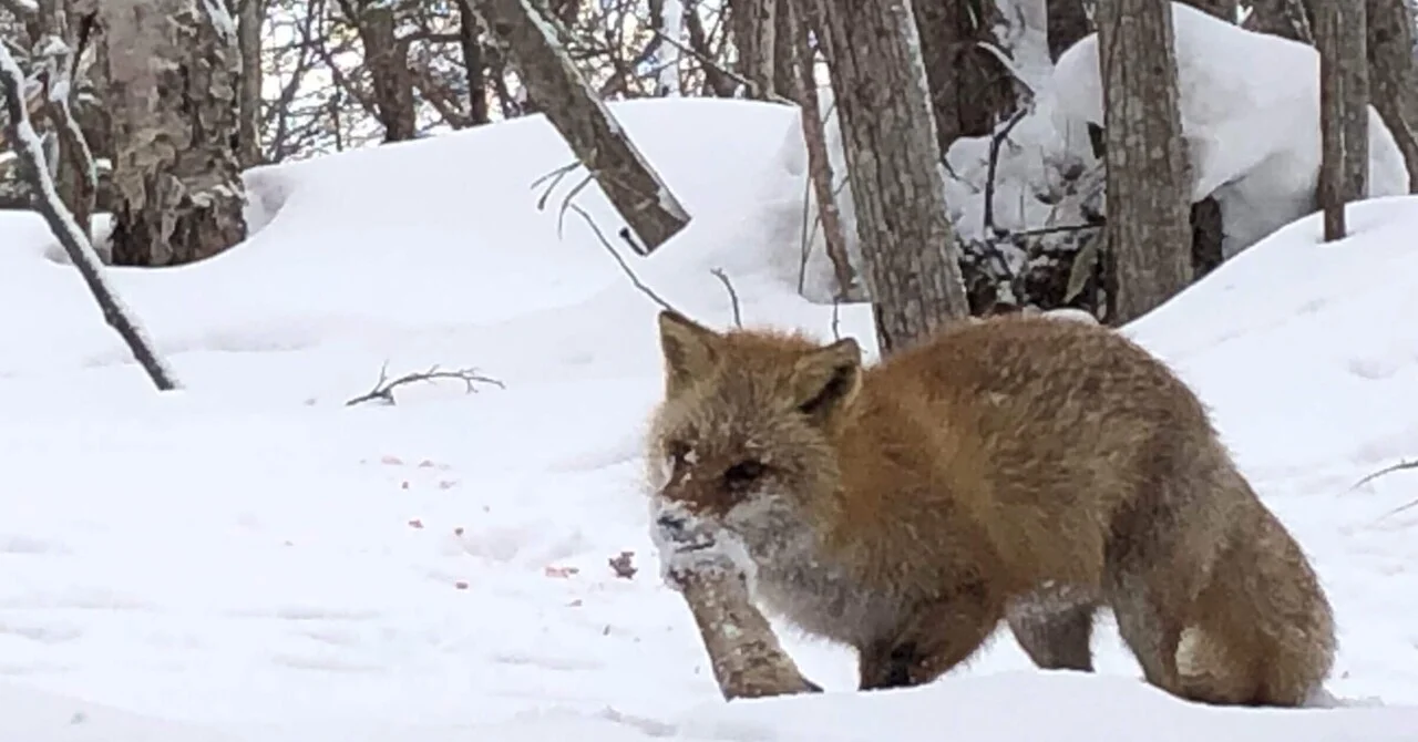 吹雪の中の単独猟